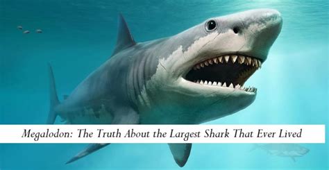 Megalodon: the truth about the largest shark that ever .